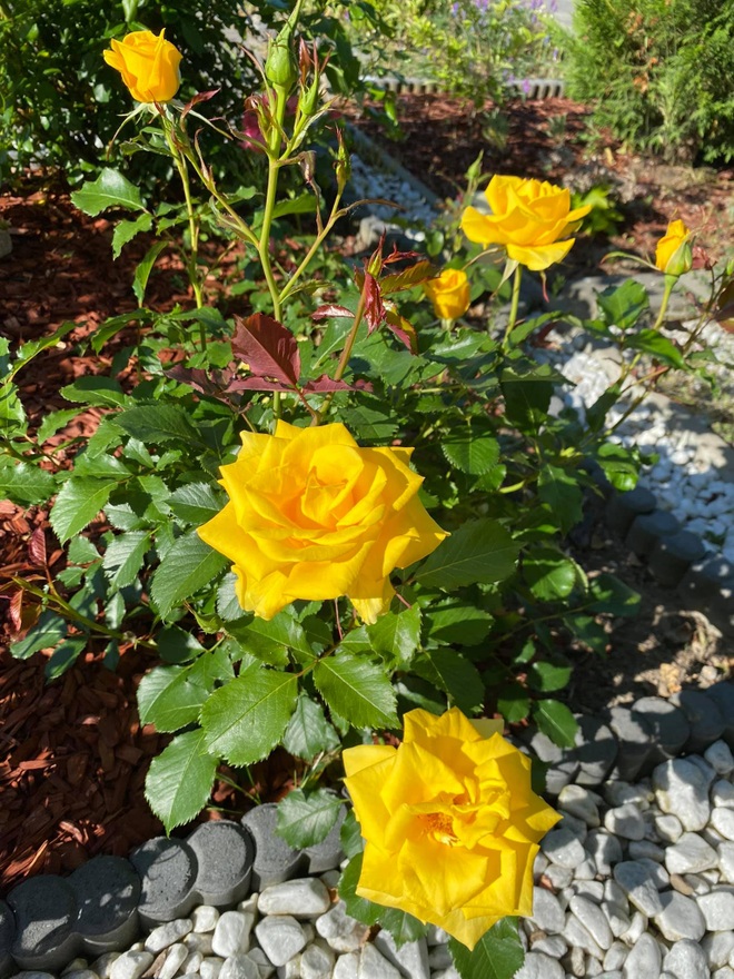 Bà mẹ Việt mát tay làm vườn tràn ngập hoa hồng và rau xanh ở Đức - 4