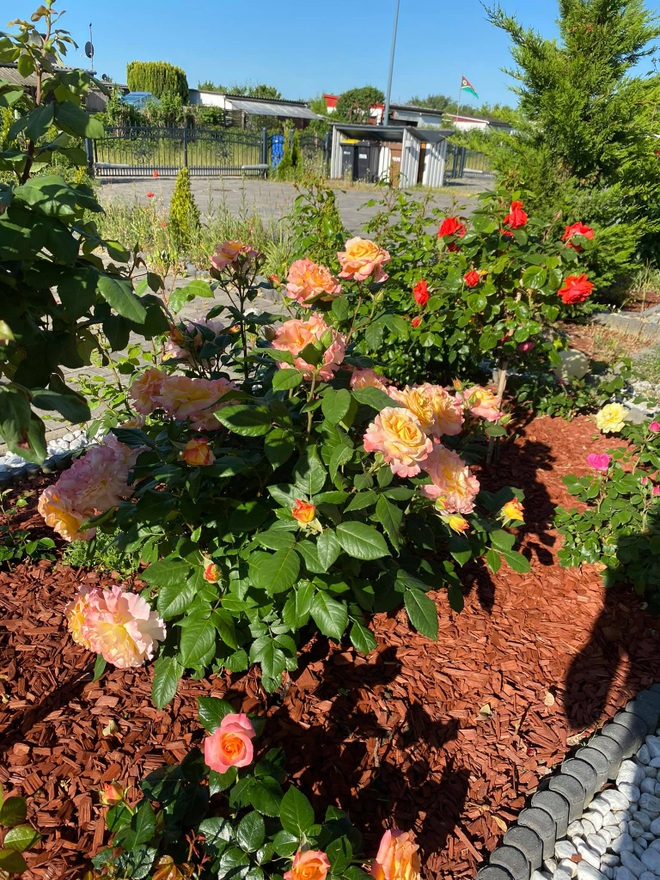 Bà mẹ Việt mát tay làm vườn tràn ngập hoa hồng và rau xanh ở Đức - 5