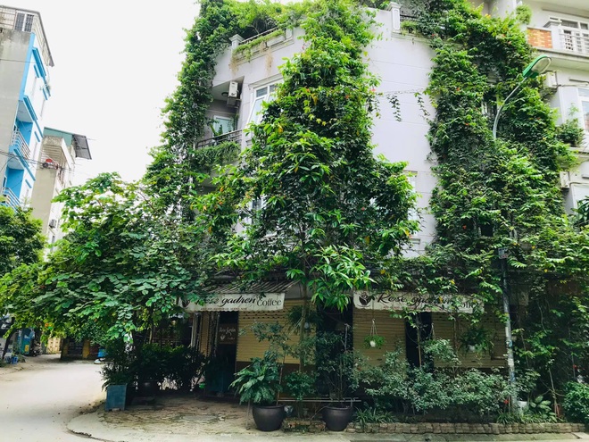 Ngôi nhà 3 mặt tiền phủ kín hoa sử quân tử của nữ thiết kế thời trang - 5 Ngôi nhà 3 mặt tiền phủ kín hoa sử quân tử của nữ thiết kế thời trang - 5