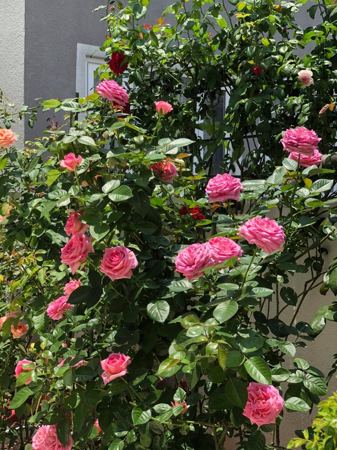 TPHCM: Sân 30m2 ngát hương hoa hồng cho cả nhà thư giãn giữa mùa dịch - 7