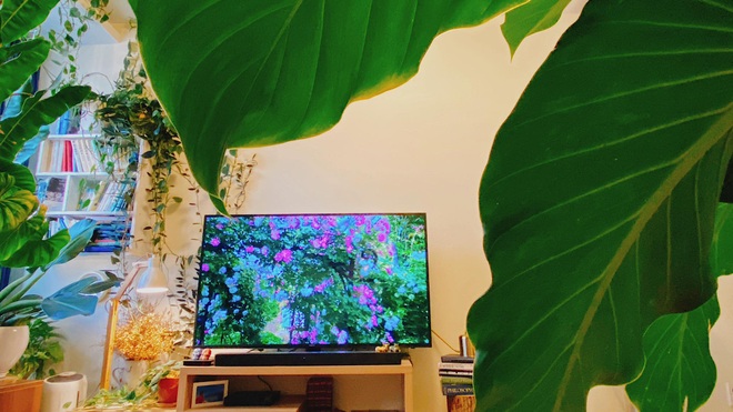 Rừng cây thu nhỏ trong ngôi nhà ngập tràn sắc xanh của chàng trai Sài Gòn - 9