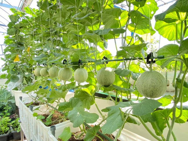 Bí kíp trồng cây dây leo cho quả sai trĩu, ít sâu bệnh của mẹ đảm Đà Nẵng - 5 Bí kíp trồng cây dây leo cho quả sai trĩu, ít sâu bệnh của mẹ đảm Đà Nẵng - 5