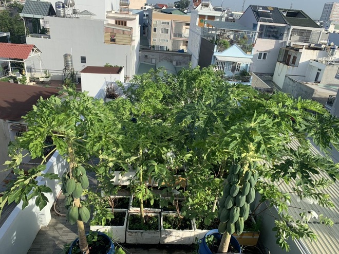 Khu vườn rau trái sum suê trên sân thượng, nhà phố tại TPHCM - 1