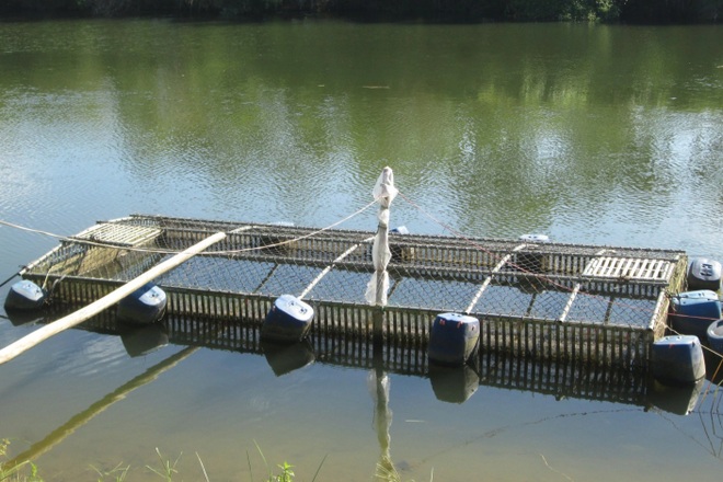 Nghề tay trái giúp nông dân thu về thêm gần 50 triệu đồng/năm - 5