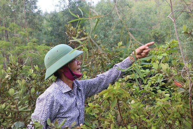 Thanh Hóa: Cả làng thi nhau lên núi hái lộc rừng - 2 Thanh Hóa: Cả làng thi nhau lên núi hái lộc rừng - 2