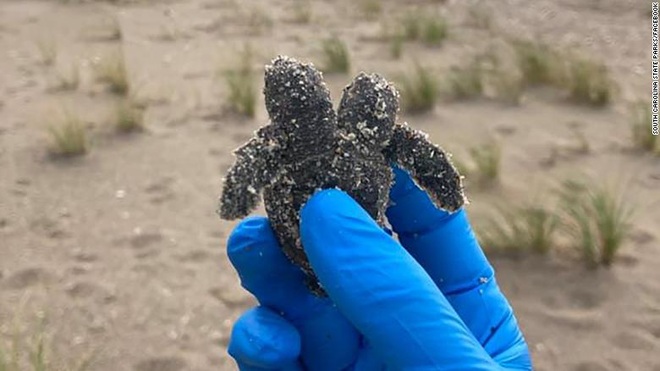 Rùa 2 đầu đột biến gen được tìm thấy ở bãi biển - 1