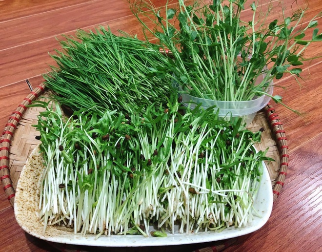 Tự trồng rau mầm, hành lá, giá đỗ để bổ sung vào mâm cơm mùa dịch - 7 Tự trồng rau mầm, hành lá, giá đỗ để bổ sung vào mâm cơm mùa dịch - 7