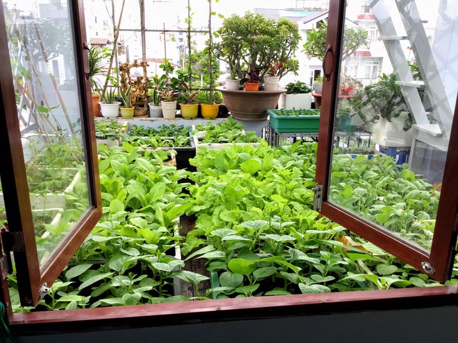 Bí quyết chăm sóc vườn rau xanh tốt quanh năm của một gia đình ở TPHCM - 1 Bí quyết chăm sóc vườn rau xanh tốt quanh năm của một gia đình ở TPHCM - 1