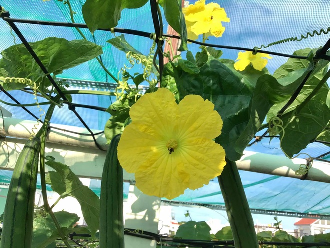 Bí quyết chăm sóc vườn rau xanh tốt quanh năm của một gia đình ở TPHCM - 6 Bí quyết chăm sóc vườn rau xanh tốt quanh năm của một gia đình ở TPHCM - 6