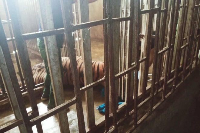 Cận cảnh những cá thể hổ đang nuôi nhốt tại nhà dân ở Nghệ An - 4 Cận cảnh những cá thể hổ đang nuôi nhốt tại nhà dân ở Nghệ An - 4