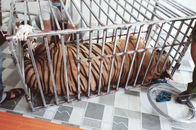Cận cảnh những cá thể hổ đang nuôi nhốt tại nhà dân ở Nghệ An - 6 Cận cảnh những cá thể hổ đang nuôi nhốt tại nhà dân ở Nghệ An - 6