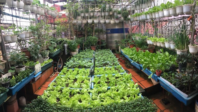 Vườn treo trên sân thượng, bốn mùa có rau sạch của cụ bà U70 ở Hà Nội - 3