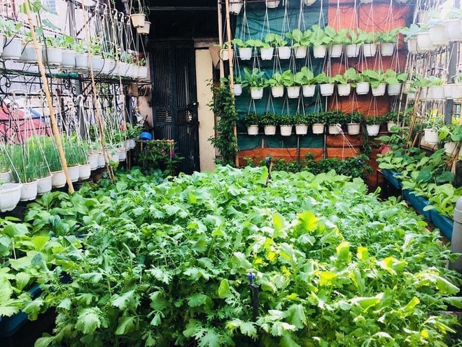 Vườn treo trên sân thượng, bốn mùa có rau sạch của cụ bà U70 ở Hà Nội - 5
