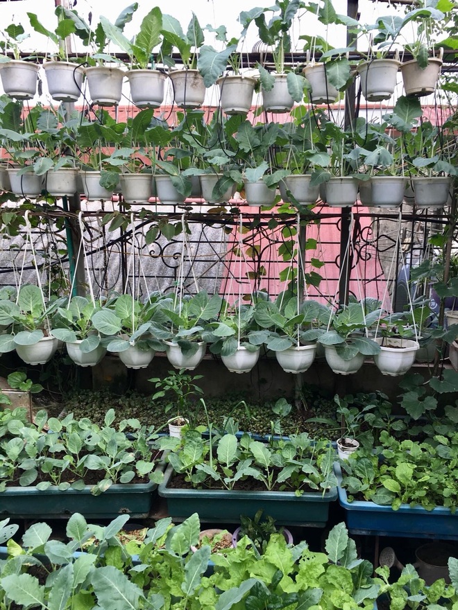 Vườn treo trên sân thượng, bốn mùa có rau sạch của cụ bà U70 ở Hà Nội - 9