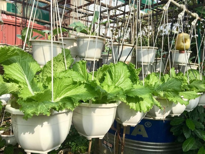 Vườn treo trên sân thượng, bốn mùa có rau sạch của cụ bà U70 ở Hà Nội - 11