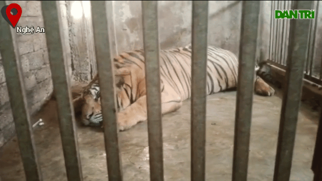 Vụ giải cứu 17 con hổ nuôi nhốt trái phép: 8 con bất ngờ... chết - 2