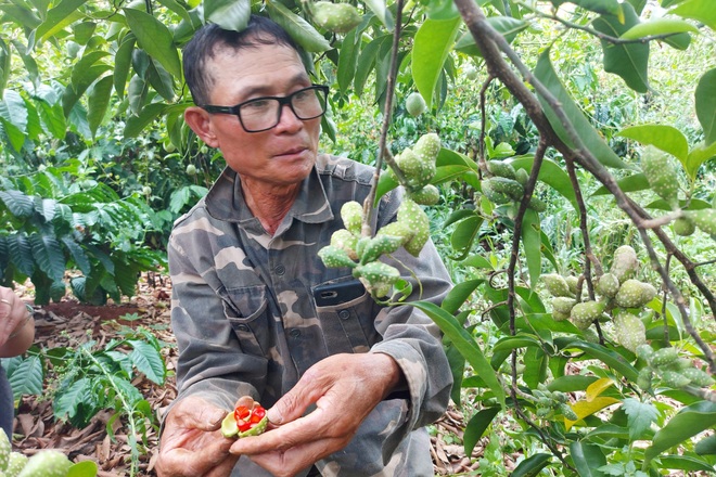 Trồng thứ cây cho ra 1,5 triệu đồng/kg quả, người dân mong thoát nghèo - 5