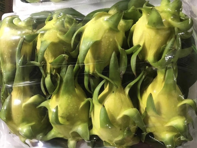 Giải mã cơn sốt thanh long vàng ruột như thạch dừa, thơm mùi nhãn - 1 Giải mã cơn sốt thanh long vàng ruột như thạch dừa, thơm mùi nhãn - 1