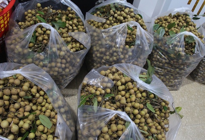 Nhãn giảm sâu còn 8.000 đồng/kg, người dân âu sầu mang quả vào lò sấy - 2 Nhãn giảm sâu còn 8.000 đồng/kg, người dân âu sầu mang quả vào lò sấy - 2