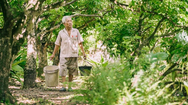 Nhãn Hưng Yên và một mùa thu hoạch thật khác - 1 Nhãn Hưng Yên và một mùa thu hoạch thật khác - 1