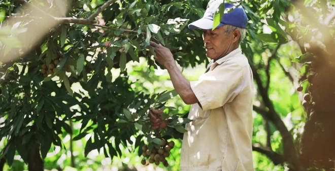 Nhãn Hưng Yên và một mùa thu hoạch thật khác - 2 Nhãn Hưng Yên và một mùa thu hoạch thật khác - 2