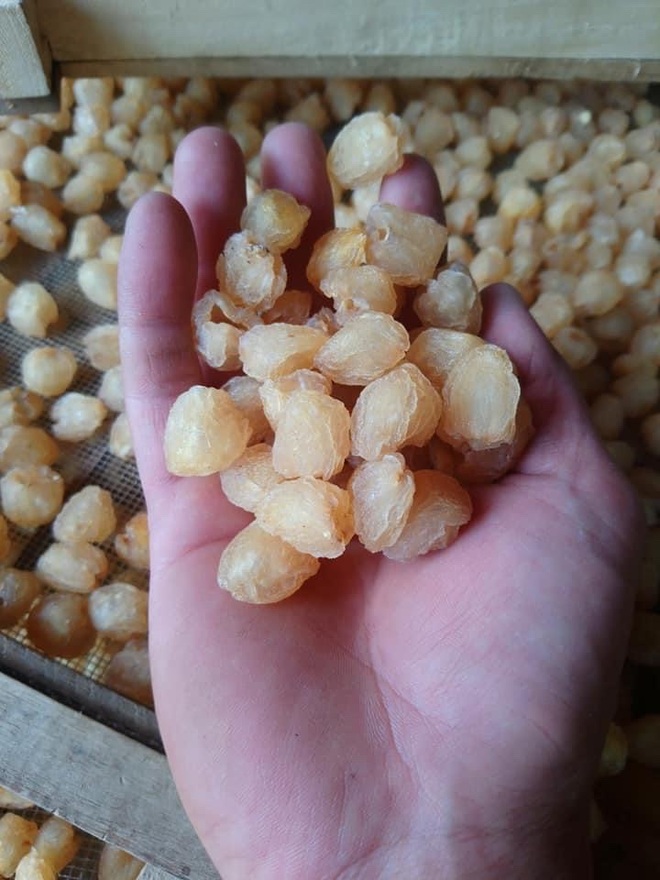 Nhãn giảm sâu còn 8.000 đồng/kg, người dân âu sầu mang quả vào lò sấy - 3