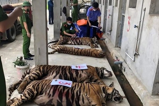Phó Giám đốc Công an Nghệ An nói về việc 8 con hổ giải cứu chết bất thường - 1 Phó Giám đốc Công an Nghệ An nói về việc 8 con hổ giải cứu chết bất thường - 1