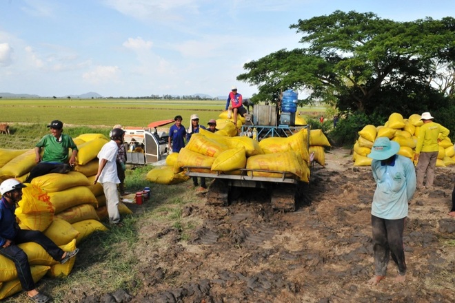 ĐBSCL lập Tổ công tác phản ứng nhanh tiêu thụ lúa gạo cho nông dân - 2
