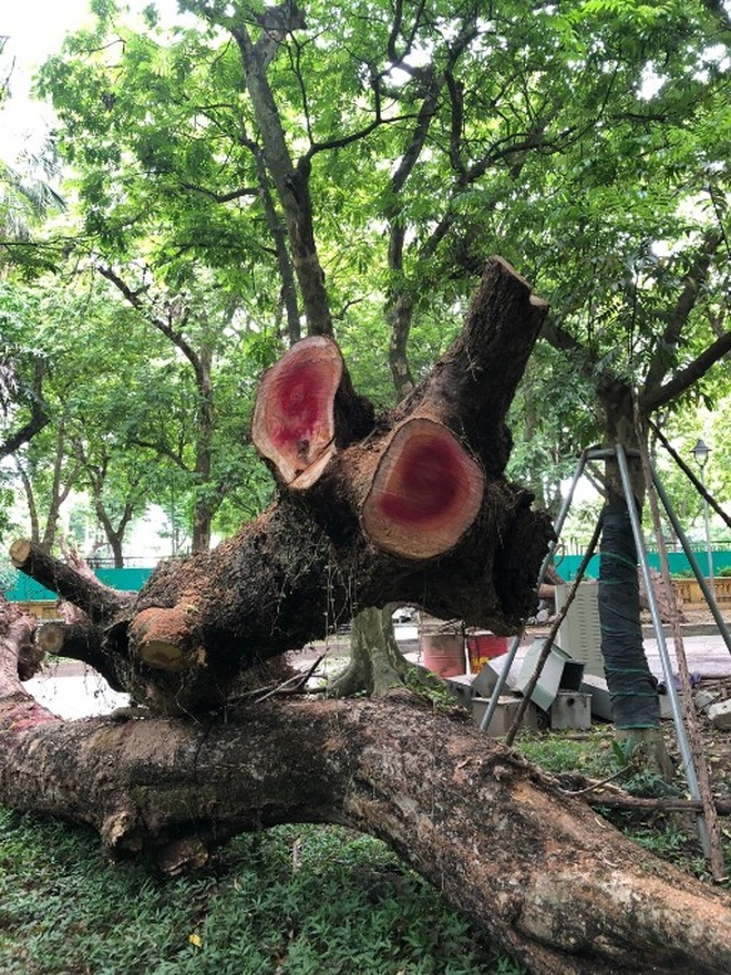 Hà Nội: Đấu giá trực tuyến 7 cây gỗ sưa được gần 235 tỷ đồng - 3