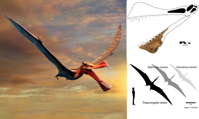 Phát hiện hóa thạch loài bò sát bay lớn nhất từ trước đến nay ở Australia - 1