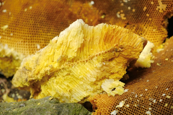 Admire the giant honeycomb nests clinging to the rocky cliffs in Cao Bang - 5