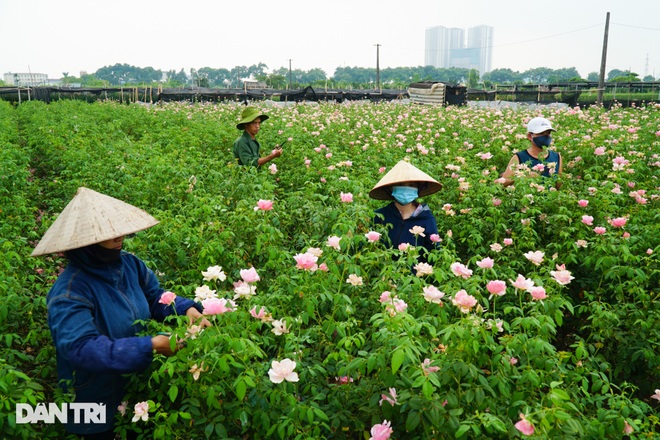 Hàng trăm hecta trồng hoa bị cắt bỏ do không thể tiêu thụ ở Hà Nội vì dịch - 3