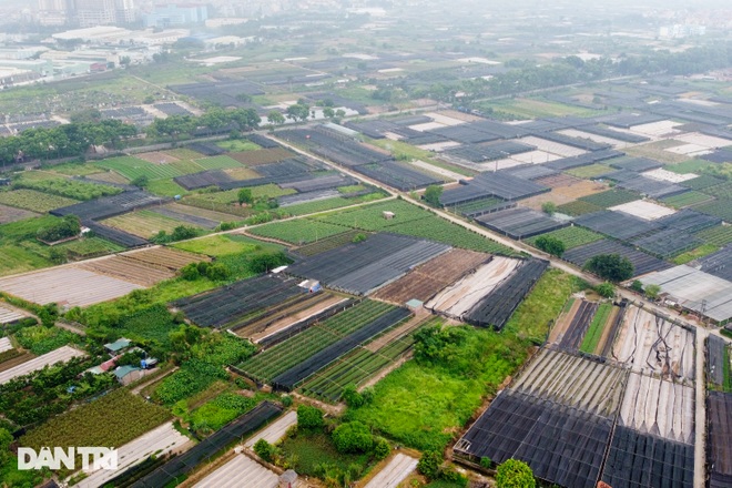 Hàng trăm hecta trồng hoa bị cắt bỏ do không thể tiêu thụ ở Hà Nội vì dịch - 1 Hàng trăm hecta trồng hoa bị cắt bỏ do không thể tiêu thụ ở Hà Nội vì dịch - 1