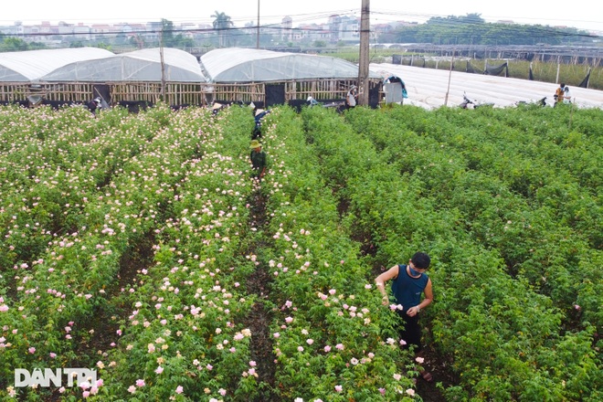 Hàng trăm hecta trồng hoa bị cắt bỏ do không thể tiêu thụ ở Hà Nội vì dịch - 12