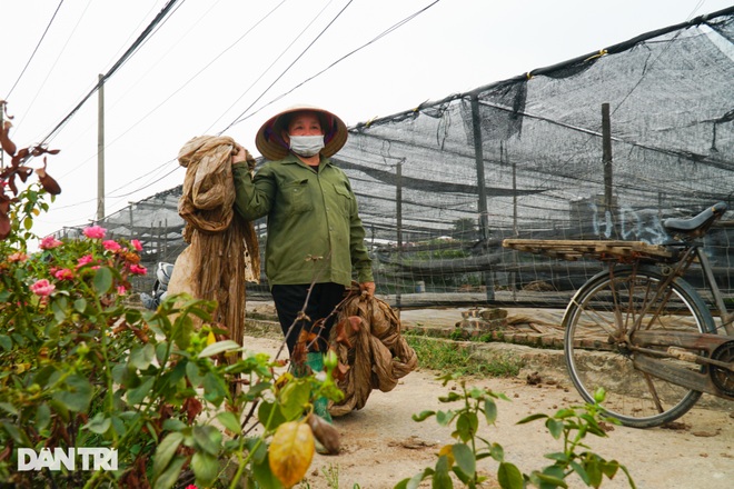 Hàng trăm hecta trồng hoa bị cắt bỏ do không thể tiêu thụ ở Hà Nội vì dịch - 9