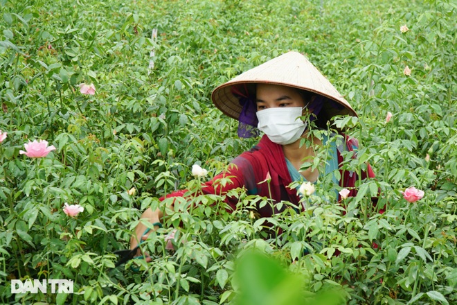 Hàng trăm hecta trồng hoa bị cắt bỏ do không thể tiêu thụ ở Hà Nội vì dịch - 5