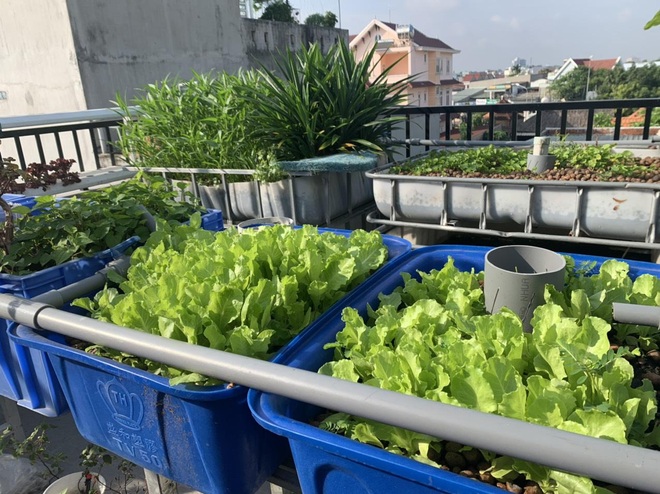Làm vườn rau sạch, hái tặng hàng xóm suốt 2 tháng mùa dịch - 4 Làm vườn rau sạch, hái tặng hàng xóm suốt 2 tháng mùa dịch - 4