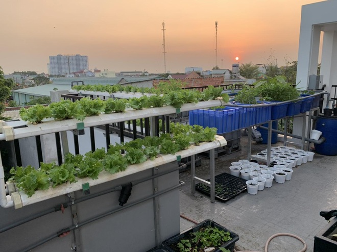 Làm vườn rau sạch, hái tặng hàng xóm suốt 2 tháng mùa dịch - 5 Làm vườn rau sạch, hái tặng hàng xóm suốt 2 tháng mùa dịch - 5