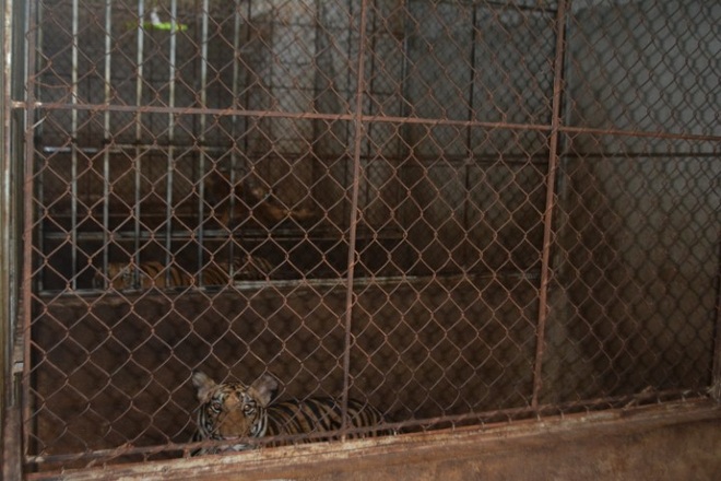 Vụ nuôi nhốt 17 con hổ ở Nghệ An: Khởi tố, bắt tạm giam chủ nhà - 1