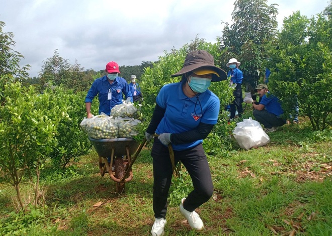 Thanh niên Bình Phước tặng 113 tấn thực phẩm đến TPHCM, Bình Dương - 3