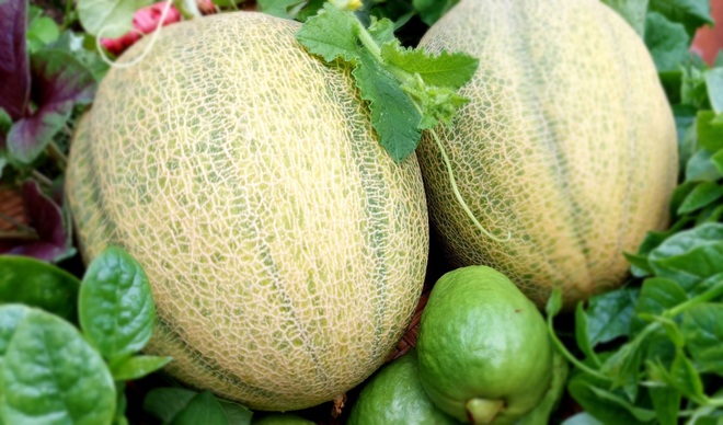 Vườn rau trái sai trĩu quả như siêu thị nông sản của mẹ đảm Hà thành - 8