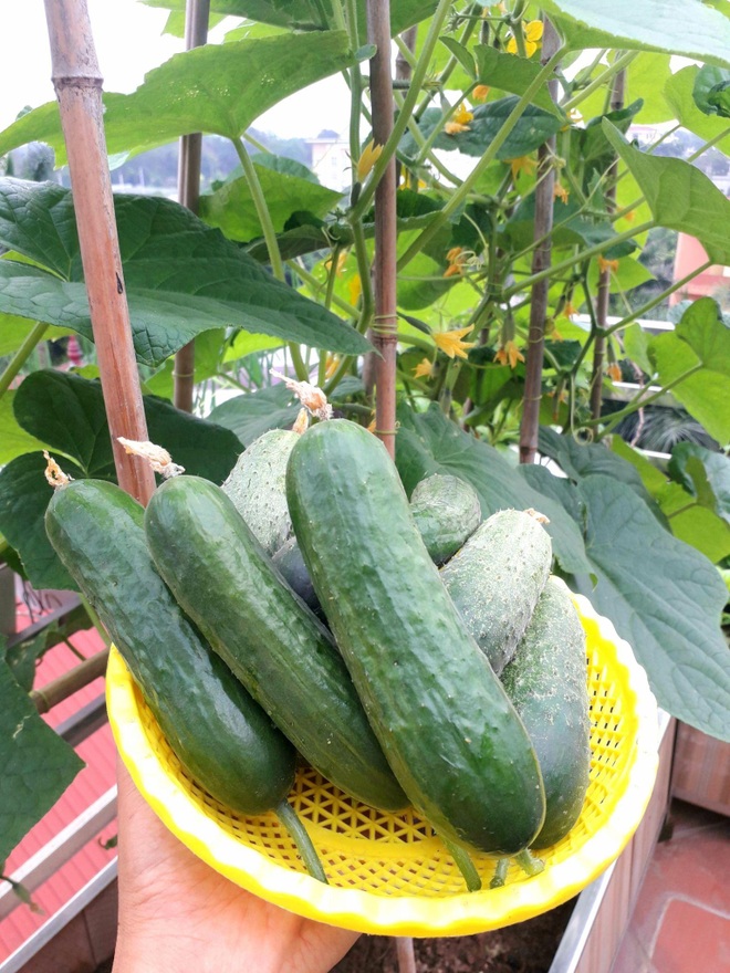 Vườn rau trái sai trĩu quả như siêu thị nông sản của mẹ đảm Hà thành - 9