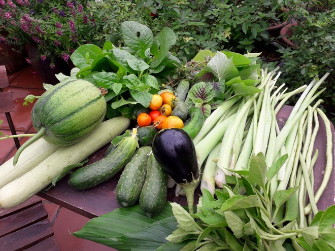 Vườn rau trái sai trĩu quả như siêu thị nông sản của mẹ đảm Hà thành - 14