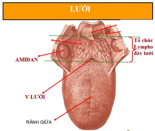 Các triệu chứng và dấu hiệu của ung thư đáy lưỡi?
