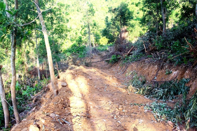 Liệu có sự tiếp tay cho việc mở đường trái phép ở rừng phòng hộ Phú Ninh? - 1