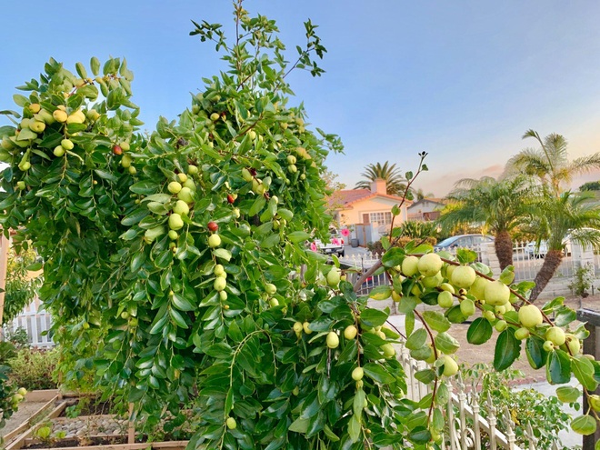 Mẹ Việt mát tay làm khu vườn trồng hàng chục loại cây ăn trái tại Mỹ - 4