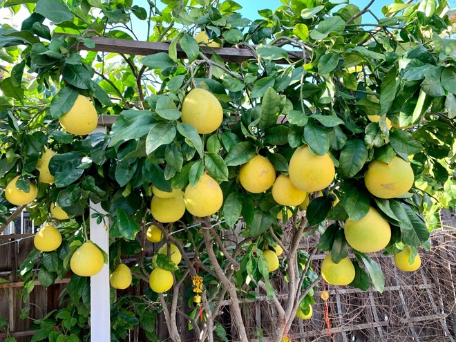 Mẹ Việt mát tay làm khu vườn trồng hàng chục loại cây ăn trái tại Mỹ - 7
