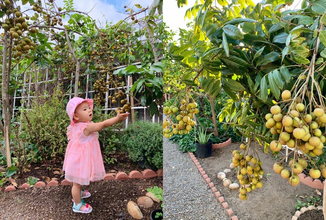 Mẹ Việt mát tay làm khu vườn trồng hàng chục loại cây ăn trái tại Mỹ - 12