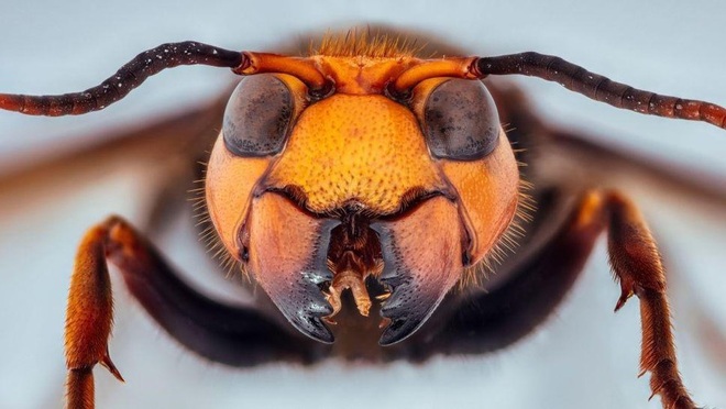 Ong bắp cày sát thủ xâm nhập nước Mỹ khiến nhiều người dân ớn lạnh - 1