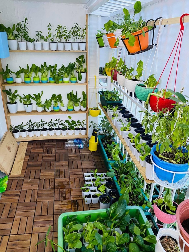 Vườn ban công 6m2 có hàng chục loại rau, cây ăn trái của cô gái Sài Gòn - 2 Vườn ban công 6m2 có hàng chục loại rau, cây ăn trái của cô gái Sài Gòn - 2